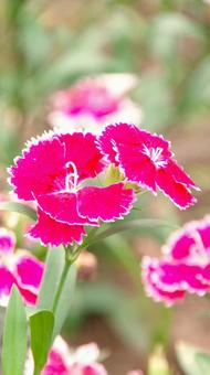 ナデシコの花 ナデシコ,花,撫子の写真素材