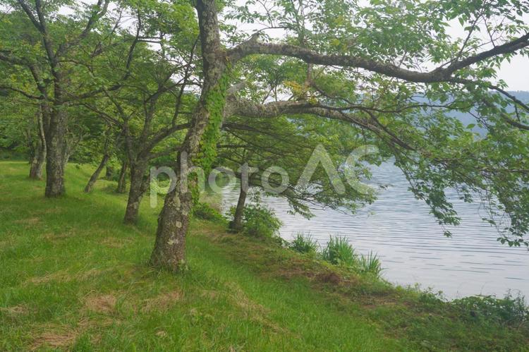 余呉湖　散策路を歩く　滋賀県長浜市 自然,風景,景色の写真素材