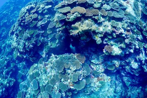 沖縄・西表島 青い海とテーブル珊瑚礁 沖縄・西表島 青い海とテーブル珊瑚礁 スキューバダイビング,ダイビング,珊瑚礁の写真素材
