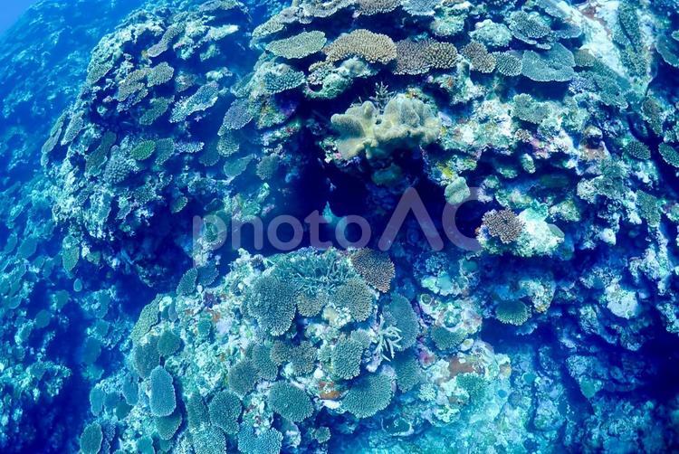 沖縄・西表島　青い海とテーブル珊瑚礁 スキューバダイビング,ダイビング,珊瑚礁の写真素材