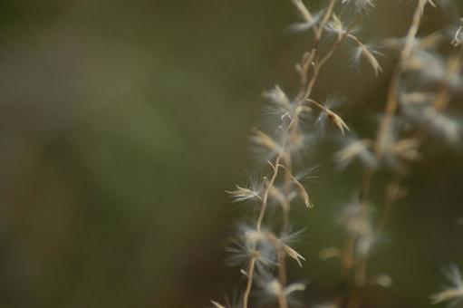 Japanese silver grass fluff, JPG