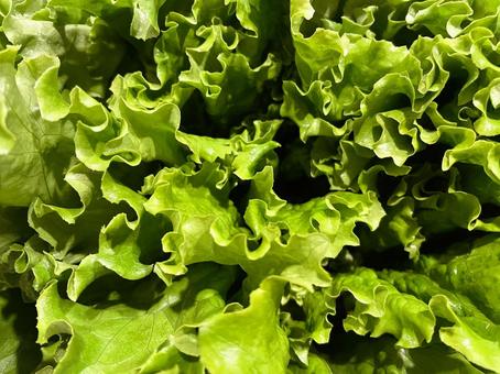 グリーンリーフレタス１２ グリーンリーフレタス,リーフレタス,葉レタスの写真素材