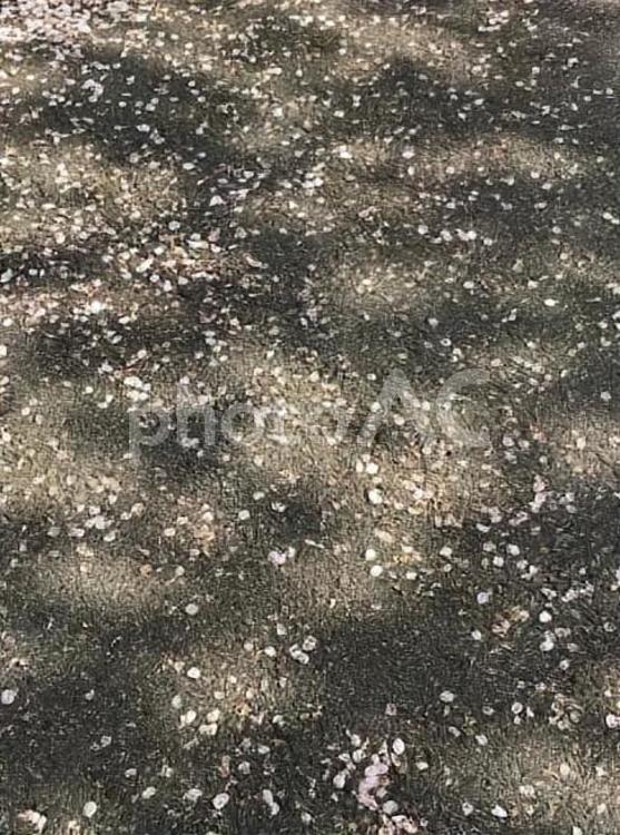 夙川公園の舞い落ちた桜の花びら 桜散る,花びら,桜吹雪の写真素材