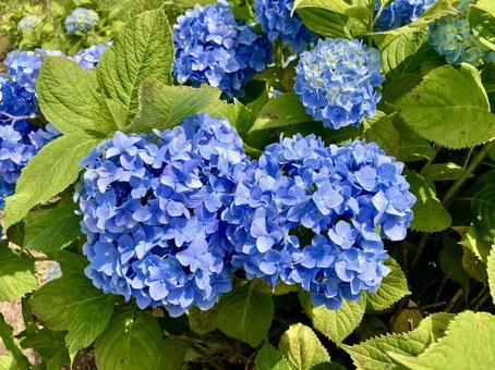 Photo, hydrangea, blue, green, 