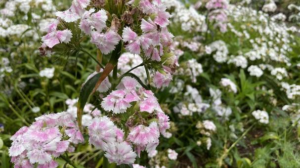 生い茂る 花 生い茂る 花の写真