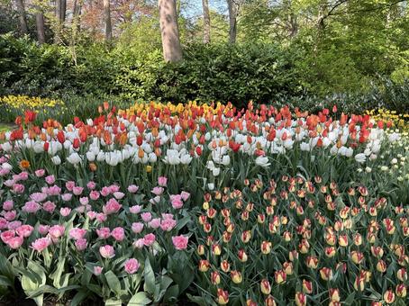 キューケンホフ公園 キューケンホフ,チューリップ,アムステルダムの写真素材