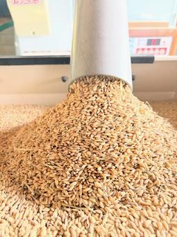 お米の収穫作業 お米の収穫作業の写真