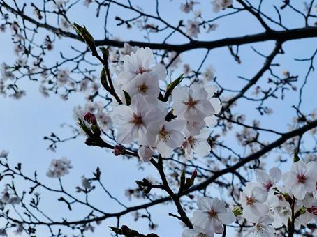 桜の枝 満開 桜の枝 満開の写真