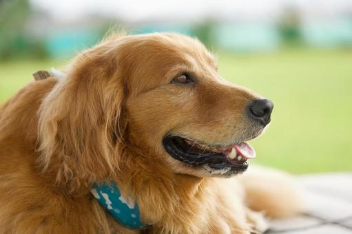 公園のゴールデンレトリバー 公園のゴールデンレトリバー 犬,ゴールデン,ゴールデンレトリバーの写真素材
