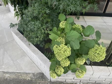 緑の植え込み 緑の植え込み 緑,紫陽花,もみじの写真素材