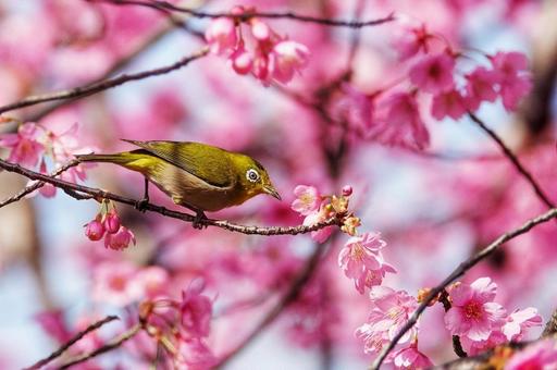 メジロと桜のハーモニー メジロと桜のハーモニーの写真