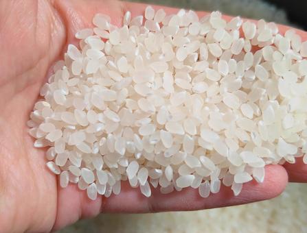 米 米,白米,ご飯の写真素材