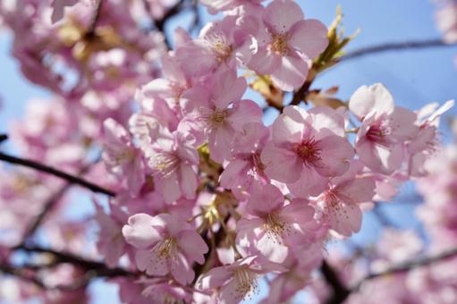 桜 青空 桜 青空の写真