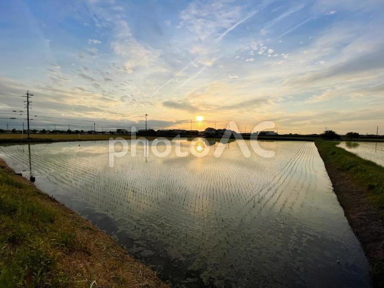夕日に照らされた田んぼ 田,田んぼ,夕日の写真素材