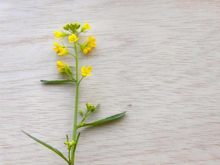 菜の花と木目調⑥ 菜の花と木目調⑥ 菜の花,ボタニカル,背景の写真素材