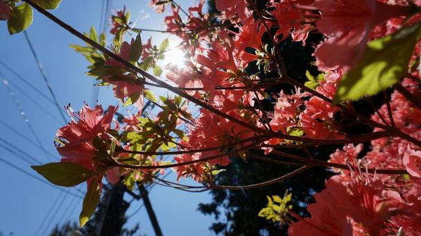 つつじ つつじの写真