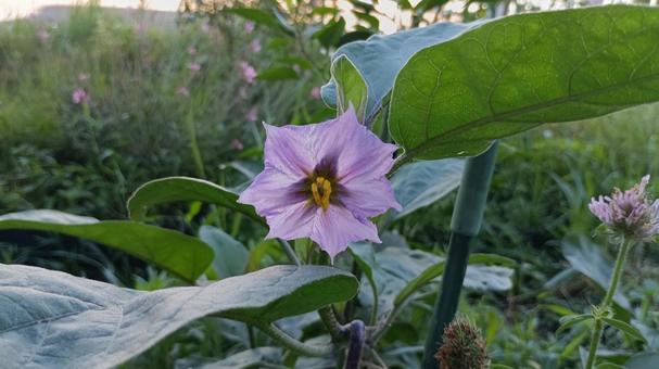 家庭菜園の茄子の花 家庭菜園の茄子の花 茄子,花,家庭菜園の写真素材