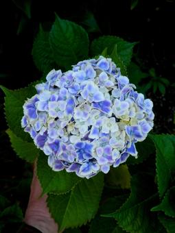 hydrangea, hortênsia, hortênsia, flor, JPG