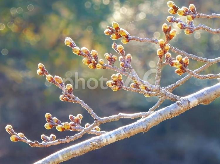 【桜の写真】桜の蕾 桜,蕾,つぼみの写真素材