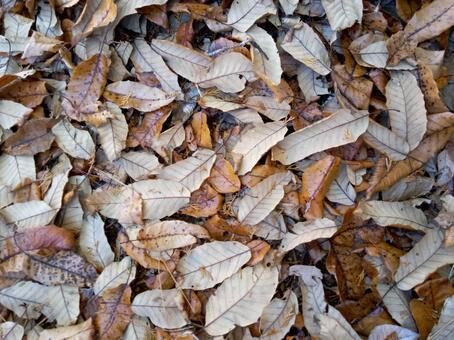 落ち葉 秋冬,自然,樹木の写真素材