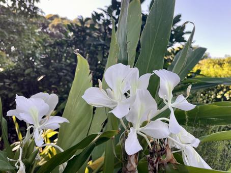 ジンジャー(生姜)の白い花 シュクシャ,白い花,香の写真素材