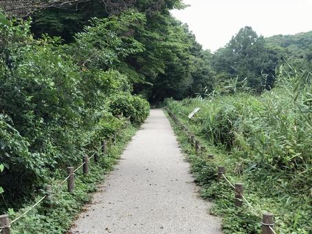 自然風景 自然風景 自然,風景,道の写真素材