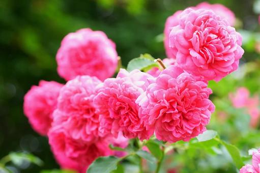 Surrounded by the scent of roses, JPG Surrounded by the scent of roses, JPG