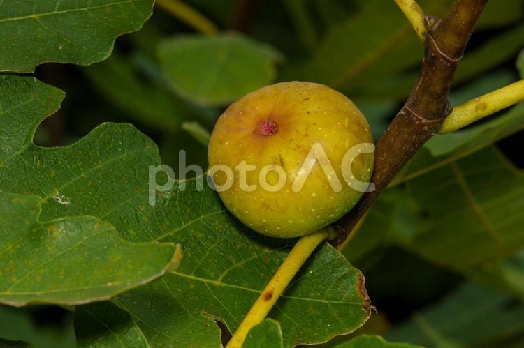 食べれるくらい成熟したイチジク いちじく,イチジク,果物の写真素材