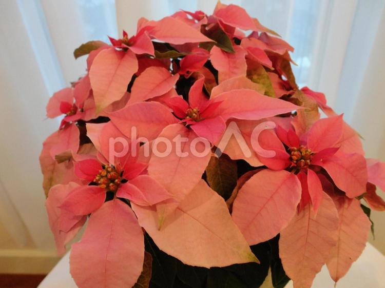 	クリスマスを彩る｜ピンク色のポインセチア クリスマス,ピンク,ポインセチアの写真素材