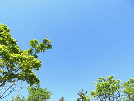 快晴の空と新緑 快晴の空と新緑の写真