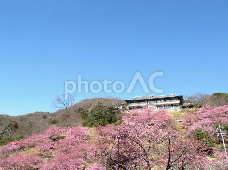 桜川市雨引観音の河津桜 雨引観音,河津桜,桜の写真素材