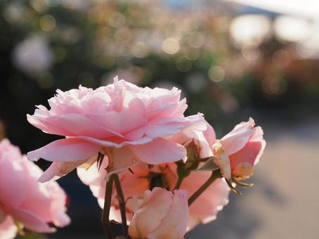 横から見たピンクの薔薇 フラワー,グリーン,日差しの写真素材