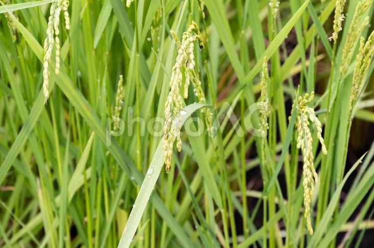雨に濡れる稲 稲,稲穂,雨の写真素材