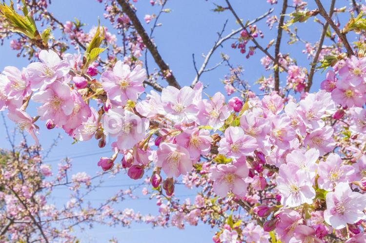 免々田川の桜35（田原市） 桜,河津桜,免々田川の写真素材