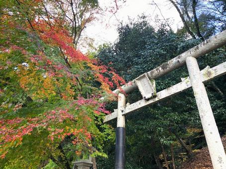 京都嵐山 蔵王大権現の鳥居 京都嵐山 蔵王大権現の鳥居の写真