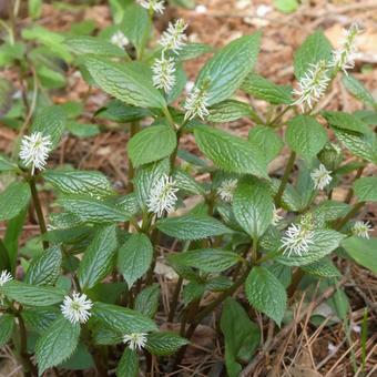 Japanese anemone flower, JPG