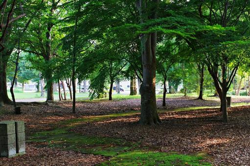 夏の公園の森にて 夏の公園の森にての写真