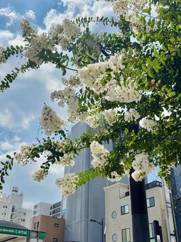 夏の街路樹 夏の街路樹の写真