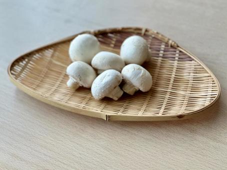 きのこ｜マッシュルームの写真