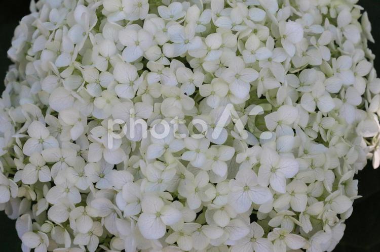 俯瞰したアナベル あじさい,紫陽花,アナベルの写真素材