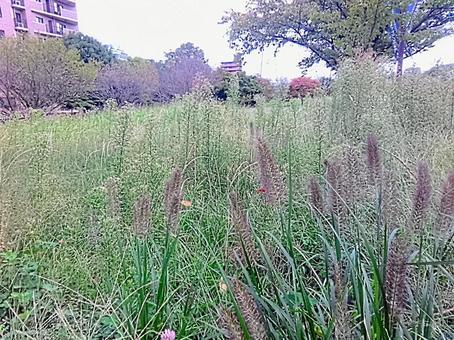 都市の片隅の自然　外　風景の写真