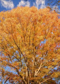 秋は爆発だ！！ 秋景色,紅葉,ケヤキの写真素材