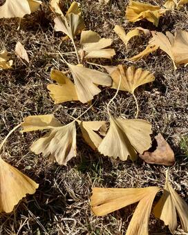 イチョウの葉っぱ イチョウ,落ち葉,枯葉の写真素材