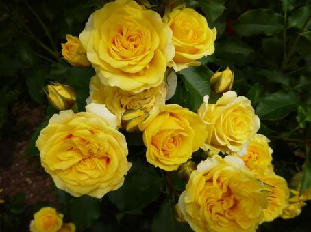 ローズガーデンの花18 ローズガーデンの花18の写真