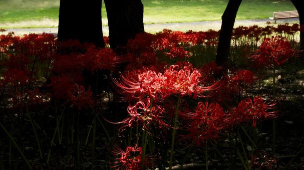 【花の写真】彼岸花 【花の写真】彼岸花の写真