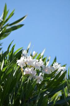 Oleander, JPG
