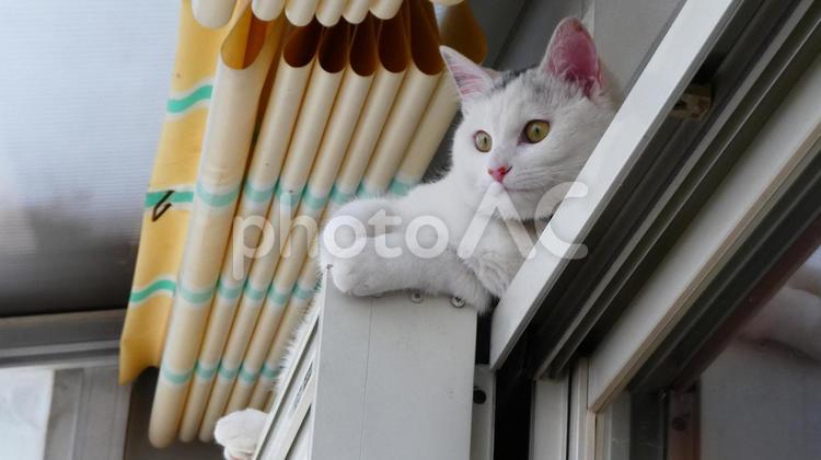 こんなところで日向ぼっこ 猫,白猫,ねこの写真素材