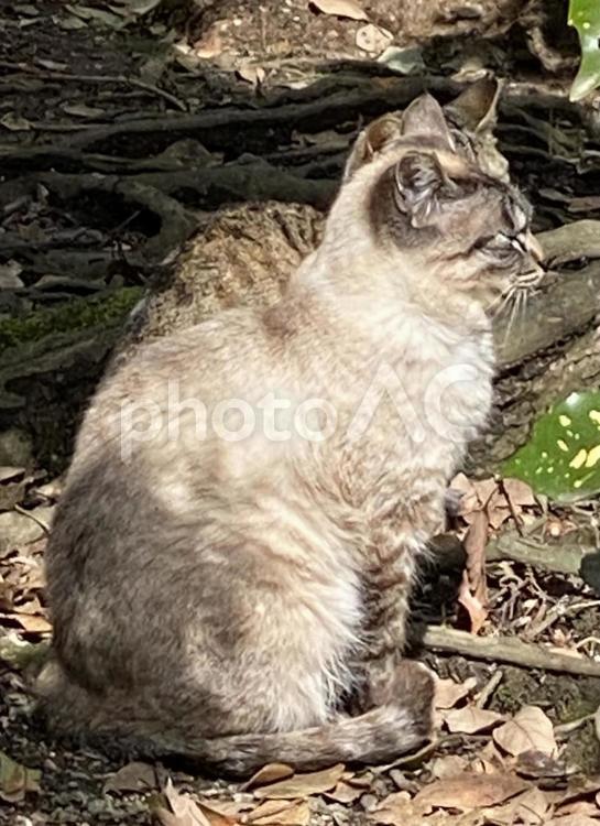 寄り添う猫2匹 猫,2匹,寄り添うの写真素材