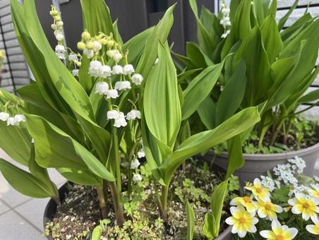 スズラン スズラン スズラン,花,植物の写真素材