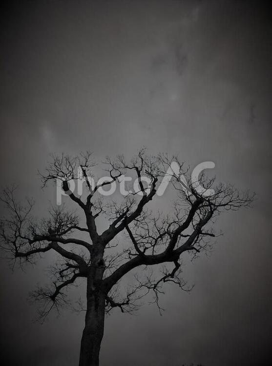 ホラー　枯れ木　黒 枯木,枯れ木,枯れた木の写真素材